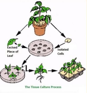 tissueculture