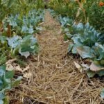 પ્રાકૃતિક ખેતીના પાંચ આધાર સ્તંભ તાપી જિલ્લાના ખેડૂતો માટે આશીર્વાદરૂપ