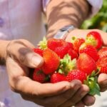 વ્યારાના ખેડૂતનો નવતર પ્રયોગ : લાલચટક સ્ટ્રોબેરીના ઉત્પાદનથી મેળવ્યો રૂ. ૩ લાખનો ચોખ્ખો નફો