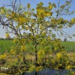 પ્રાકૃતિક વાતાવરણને સોળે કળાએ સજાવતુ વૃક્ષ ગરમાળો : જેના સુંદર પીળા ફૂલો ‘ગોલ્ડન શાવર’થી પણ ઓળખાય છે