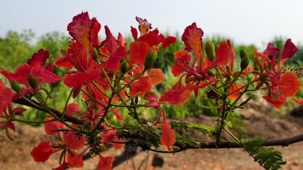 Flower of gulmohar (kesudo).