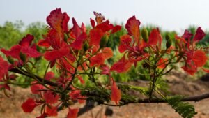 Flower of gulmohar (kesudo).