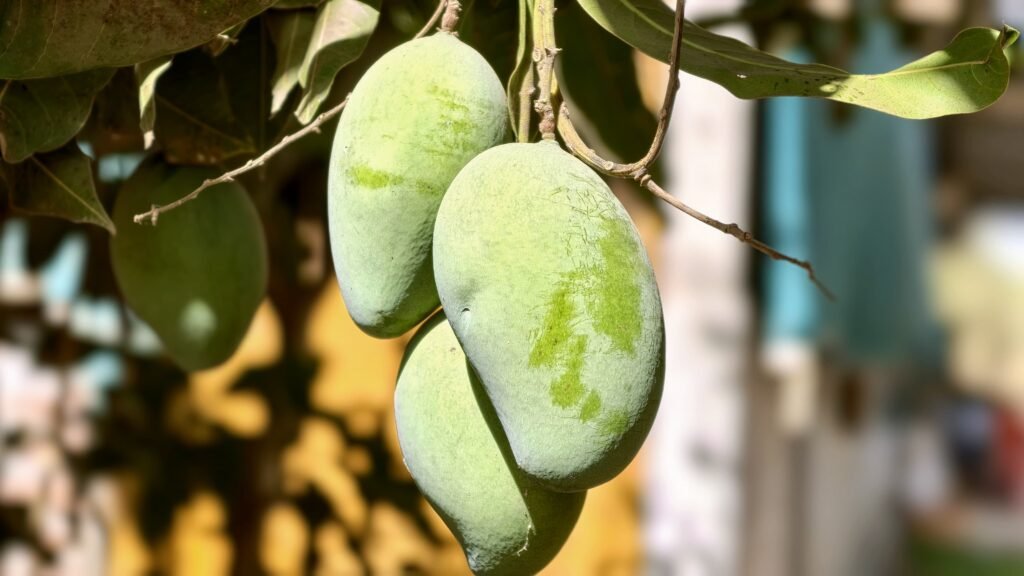 Mangos in summer.