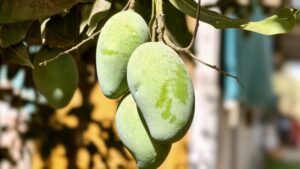 Mangos in summer.